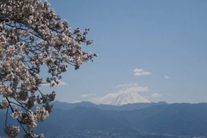 駐車場から見る桜と富士山