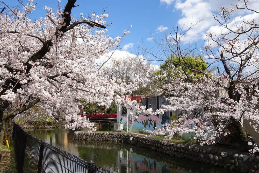 遊亀公園　桜